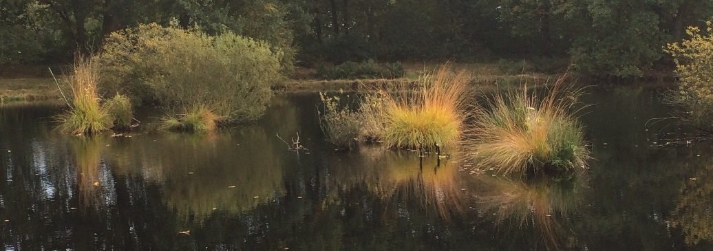 Bollenveen3 panorama